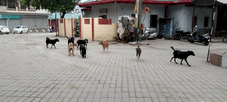 अब बन्दरों का भी पेट पालने लोग.... शहर के हिस्सों में उत्पाती बन्दरों की बढ़ी तादाद