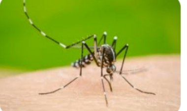 डेंगू के बढ़ते प्रकोप से लोग से दहशत में   जिले में डेंगू का आंकड़ा 630 पहुंचा