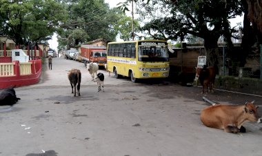 जिला प्रशासन के आदेश धूल चाट रहे है नगर परिषद की अनदेखी से......  गोवंश और कुत्ते घुमाने वालों पर नही चलता बस