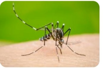 डेंगू के बढ़ते प्रकोप से लोग से दहशत में   जिले में डेंगू का आंकड़ा 630 पहुंचा