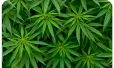 अमेरिका: नाबालिगों में शराब की बजाय भांग की लत बढ़ी