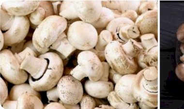 आदर्श कारागार नाहन में 10 दिवसीय मशरूम उत्पादन कार्यक्रम संपन्न