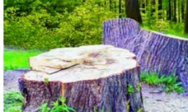 रेणुका जी के लोजा बीट में हरे पेड़ो पर चली कुल्हाड़ी, विभाग ने धर दबोचे दो वन काटू