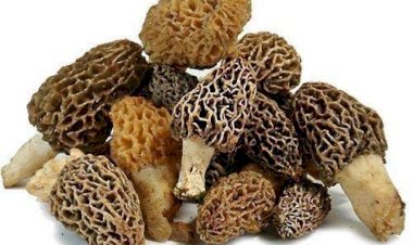 सूरजकुण्ड मेले में पहाड़ी गुच्छी के स्वाद की   धमक