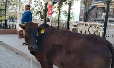 टैग लगा गोवंश भी घूम रहा है प्रमुख बाजार में ...   नगर परिषद को   जिला प्रशासन के आदेशों की परवाह नही....