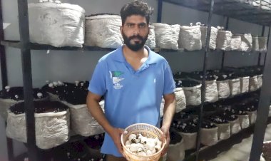 ऊना के रोबिन सैणी ने स्वरोजगार की लिखी नई ईबारत  इंजीनियर की नौकरी छोड़कर अपनाई मशरूम की खेती