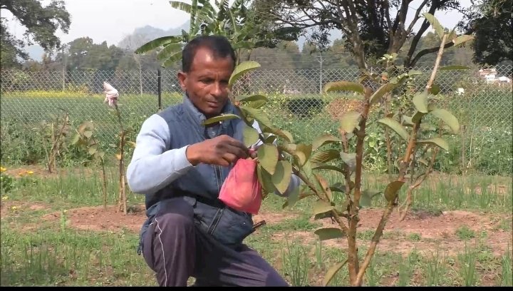 बेरोजगार युवाओं के लिए प्रेरणास्त्रोत बने जेबीटी शिक्षक दलबीर सिंह.....