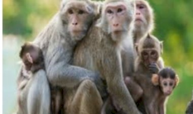 अब बन्दरों का भी पेट पालने लोग.... शहर के हिस्सों में उत्पाती बन्दरों की बढ़ी तादाद