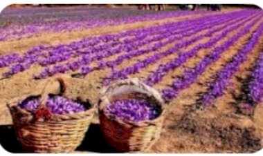 केसर की खेती के लिए किन्नौर का सांगला क्षेत्र है बेहद उपयुक्त