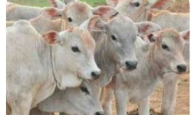 हिमाचल की पहाड़ी गाय की नस्ल में सुधार के साथ होगा संरक्षण, साढ़े चार करोड़ से सिरमौर में शुरू होगी परियोजना