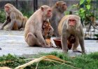 बंदरों के उत्पात  से जनता परेशान...... -एनीमल लर्वस बंदरों दे रहे खाने को