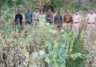 राजगढ पुलिस ने खेतों में उगाए 1539 अफ ीम के पौधों सहित एक आरोपी धरा........ दुसरा फारार