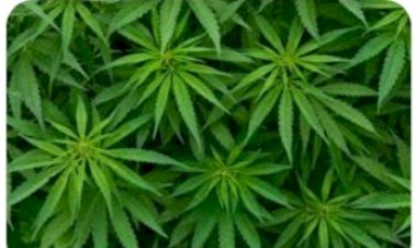 राज्य में भांग की खेती को वैध करने की दिशा में विचार : मुख्यमंत्री.... खेती के पहलुओं का अध्ययन करेगी गठित समिति