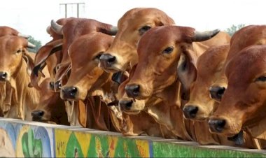 संजीवनीः पशुधन देखभाल में एक अनूठी पहल..... घर-द्वार पर मोबाइल पशु चिकित्सा सेवाएं बस एक फोन कॉल दूर