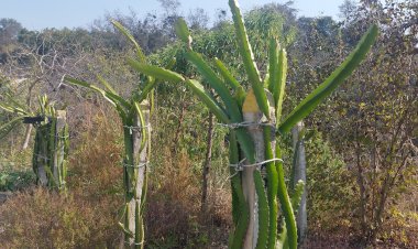 जिला ऊना के किसान/बागवान आसानी से कर सकेंगे डेªगन फू्रट की खेती - उपायुक्त ...... किसान क्रेडिट कार्ड के माध्यम से बैंक से 3 लाख रूपये तक का ऋण 4 प्रतिशत की रियायती ब्याज दर पर ले सकते हैं