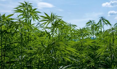 भांग की खेती को कानूनी वैधता प्रदान करने पर विचार कर रही सरकार........... राज्य की आर्थिकी को मिलेगा संबल