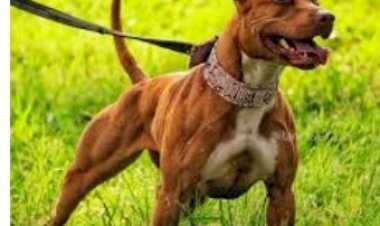 प्रतिबंध प्रजातियों के कुत्तों की जानकारी विभाग व नप को दें: डा. शबनम....