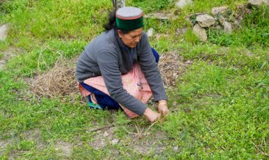 सफलता की कहानी....... केसर की खेती के लिए किन्नौर जिला का सांगला क्षेत्र है बेहद उपयुक्त.....