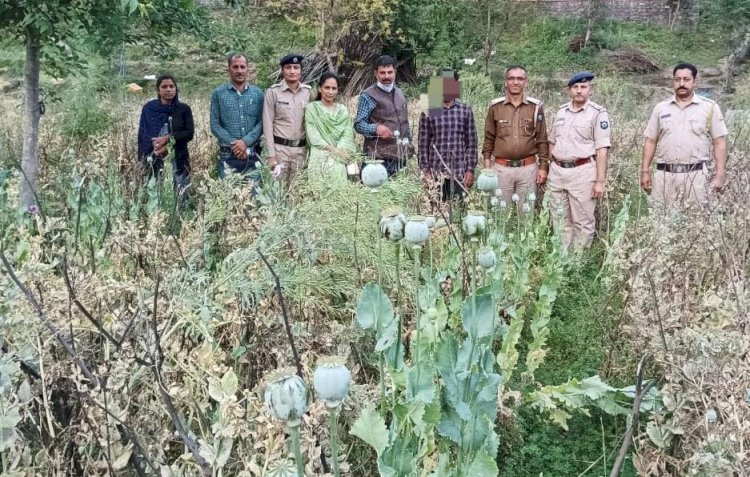 राजगढ पुलिस ने खेतों में उगाए 1539 अफ ीम के पौधों सहित एक आरोपी धरा........ दुसरा फारार