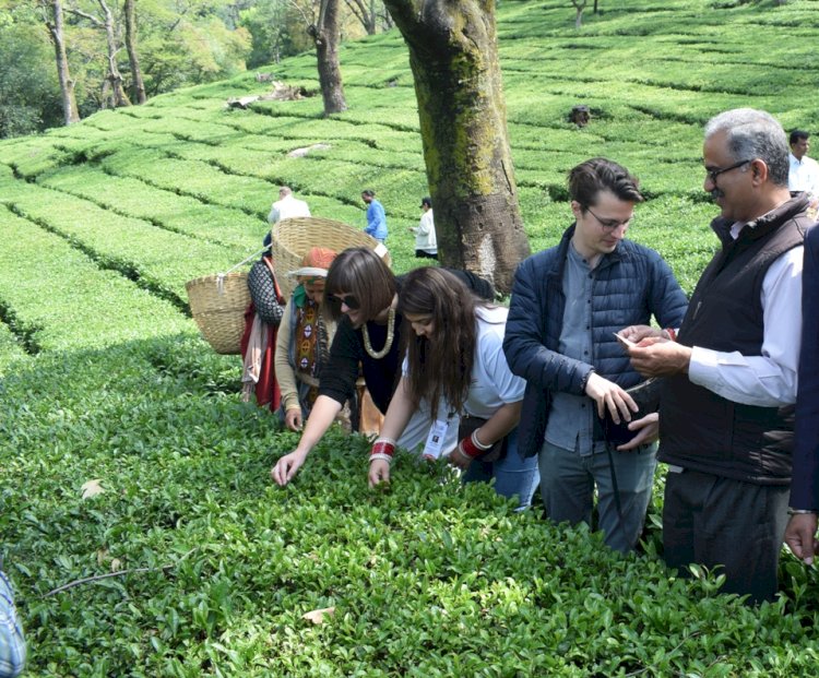 जी20 डेलीगेट्स ने लिया धर्मशाला भ्रमण का आनंद....... लाईव कांगड़ा पेंटिंग में आजमाए हाथ, चाय के बागानों में पत्तियां चुनने का लिया अनुभव