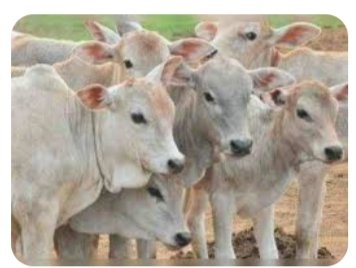 पशु पालन से किसानों की आय में हो सकती है भारी वृद्धि.......