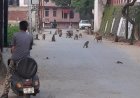 शहर में उत्पाती बन्दरों का कहर जारी...... बढती जा रही है तादाद  कुत्ते पालने वालों के शौक लोगों पर पड़ रहे हैं भारी...... अब बन्दरों का भी पेट पालने लोग....