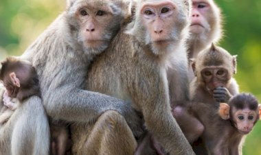 देश भर में अब कोई भी जानवर नहीं होगा वर्मिन......वाइल्ड लाइफ एक्ट में हुआ संशोधित ......