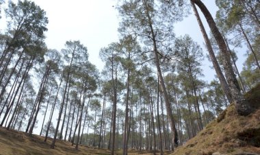 चीड़ की पत्तियों से कम्प्रैस्ड बॉयोगैस का उत्पादन करने पर विचार कर रही  प्रदेश सरकार .....