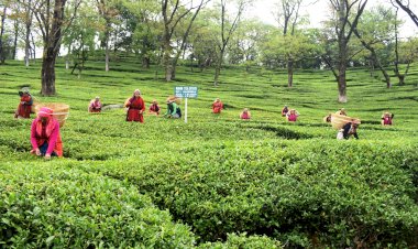 संरक्षित भौगोलिक संकेत के रूप मे......... कांगड़ा चाय यूरोपीय संघ के तहत पंजीकृत: मुख्यमंत्री........