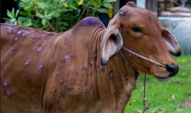 पशुओं में लम्पी रोग के लक्षण पाए जाने पर ......नजदीकी पशु चिकित्सालय में सम्पर्क करें पशु पालक - डा   सेन