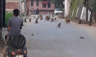 शहर में उत्पाती बन्दरों का कहर जारी...... बढती जा रही है तादाद  कुत्ते पालने वालों के शौक लोगों पर पड़ रहे हैं भारी...... अब बन्दरों का भी पेट पालने लोग....