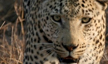 वन्य प्राणी विंग ने रेस्कयू किया घायल तेंदुआ ........