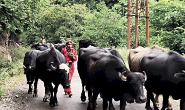 पारा  चढ़ते ही घुमंतु गुज्जरों ने किया पहाड़ी क्षेत्रों का रूख.......   घुमंतु गुज्जरों के पुनर्वास बारे आजतक किसी भी सरकार ने नहीं किया गौर.......