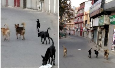 गलियों में रातभर पालतू कुत्तों के भौकंने से लोगों की नींद हो रही है हराम........  -सार्वजनिक स्थलों पर कुत्ता घुमाने वालों पर सख्त कारवाई करने में नप प्रशासन नाकाम,,,,,,