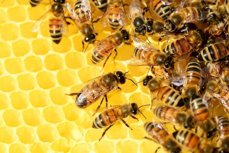मधुमक्खियों की मुंडन संस्कार  में दस्तक ..... करीब दो दर्जन लोग घायल.....