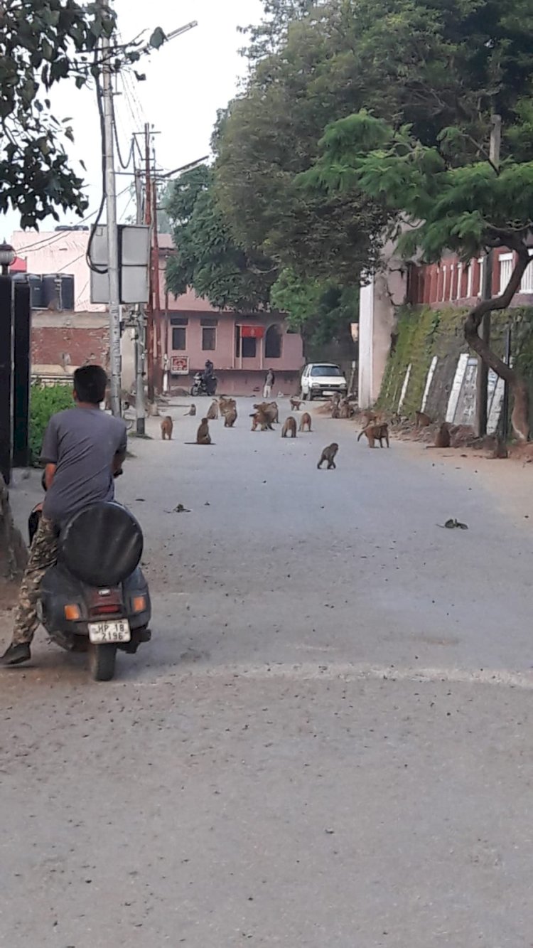 शहर में उत्पाती बन्दरों का कहर जारी...... बढती जा रही है तादाद  कुत्ते पालने वालों के शौक लोगों पर पड़ रहे हैं भारी...... अब बन्दरों का भी पेट पालने लोग....