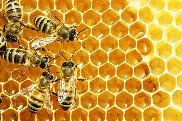 मधु मक्खी पालन से आय बढ़ा सकते हैं किसान-बागवान...... मुख्यमंत्री मधु विकास योजना के तहत........ देता है 80 प्रतिशत सब्सिडी.......