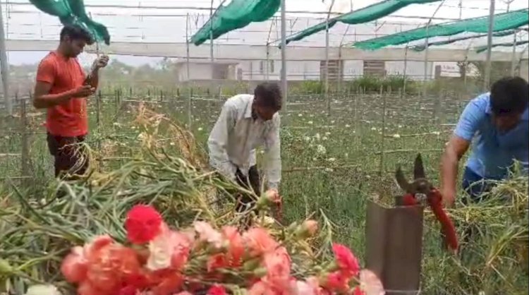 सफलता की कहानी ...खली से दिल्ली तक पहुंच रहे हैं शिव कुमार के फूल....... पहले सब्जी बेचकर करते थे गुजारा........अब हर सीजन में उगा रहे हैं लाखों के फूल