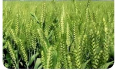 एशियन विकास बैंक, भारत सरकार तथा हिमाचल सरकार के मध्य ऋण समझौते पर हस्ताक्षर....... 8 जून को होंगे समझौते पर हस्ताक्षर...  एचपी शिवा परियोजना के लिए