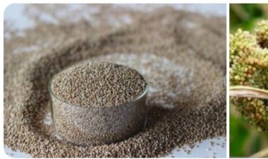 पोषक अनाजों के संवर्द्धन के लिए .....प्रदेश सरकार के बहुआयामी प्रयास.....