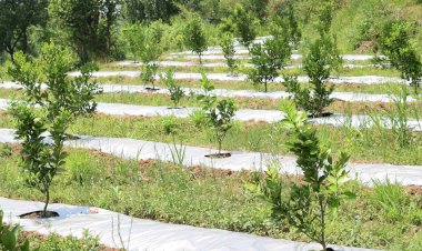 परोल की सूखी धरती पर....... एचपी शिवा परियोजना से लहलहाने लगा बागीचा.... लगभग 60 किसानों की करीब 8 हैक्टेयर भूमि पर लगाए गए हंै मौसंबी के 9000 से अधिक पौधे.....