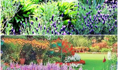 प्रदेश में 500 हर्बल गार्डन देंगे....... आयुष चिकित्सा पद्धति को बढ़ावा.. वर्तमान वित्त वर्ष में प्रदेश में 250 आयुष वेलनेस सेंटर शुरू किये जायेंगे: मुख्यमंत्री...