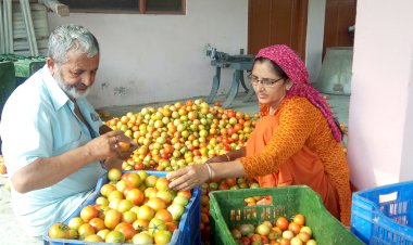 टमाटर के दाम में भारी उछाल आने  से......... किसानों के चेहरे पर आई रौनक  ......