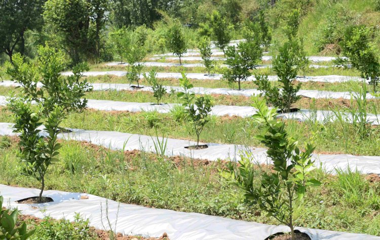 परोल की सूखी धरती पर....... एचपी शिवा परियोजना से लहलहाने लगा बागीचा.... लगभग 60 किसानों की करीब 8 हैक्टेयर भूमि पर लगाए गए हंै मौसंबी के 9000 से अधिक पौधे.....