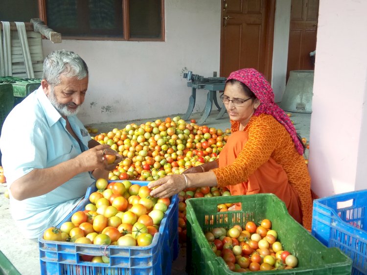 टमाटर के दाम में भारी उछाल आने  से......... किसानों के चेहरे पर आई रौनक  ......