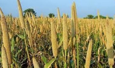 प्रधान मन्त्री फसल बीमा योजना के अन्तर्गत......... जिला कुल्लू में खरीफ मे फसलों पर बीमा अतिंम तिथि, 15 जुलाई 2023