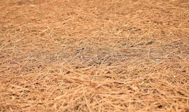 बायोमास ऊर्जा विकल्प के रूप में...... चीड़ की पत्तियों का अधिकतम उपयोग सुनिश्चित करेगी सरकार.....