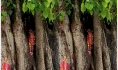 ये मुरादों का पीपल, लाखों श्रद्धालुओं की आस्था का प्रतीक.........