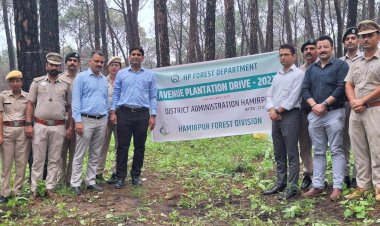 हीरानगर और आसपास की हरी-भरी वादियों को चार चांद लगाएंगे रंग-बिरंगे फूल..... उपायुक्त हेमराज बैरवा के निर्देशानुसार लगाए जाएंगे टिकोमा और अन्य प्रजातियों के पेड़-पौधे.......