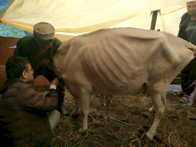 किन्नौर जिला में लम्पी वाईरस से ग्रसित 104 पशुओं का उपचार किया गया सुनिश्चित